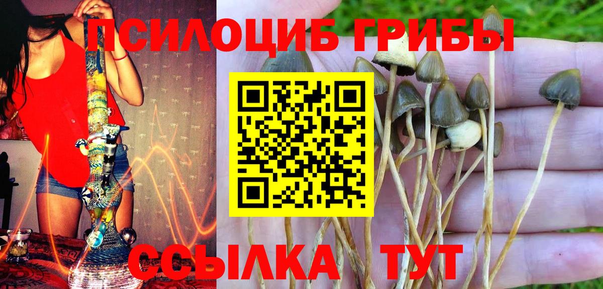 Псилоцибиновые грибы Cubensis Похвистнево
